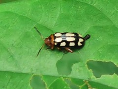 Disonycha scriptipennis