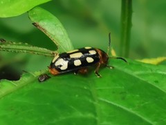 Disonycha scriptipennis