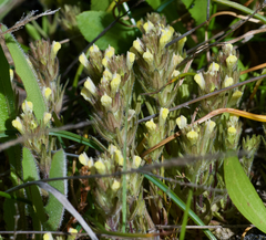 Castilleja victoriae