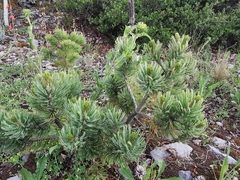 Pinus culminicola