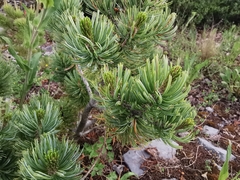 Pinus culminicola