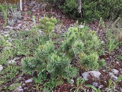 Pinus culminicola