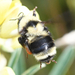 California Bumble Bee - Photo (c) Brian Starzomski, some rights reserved (CC BY-NC), uploaded by Brian Starzomski