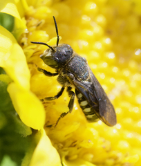 Dianthidium subparvum