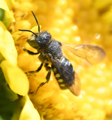 Dianthidium subparvum