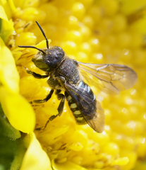 Dianthidium subparvum