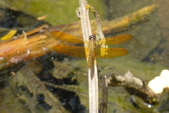 Perithemis electra