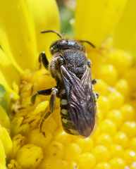 Dianthidium subparvum