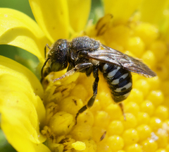 Dianthidium subparvum