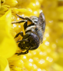 Dianthidium subparvum