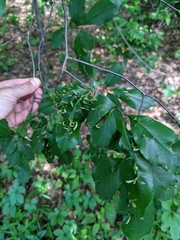 Eriophyes cerasicrumena