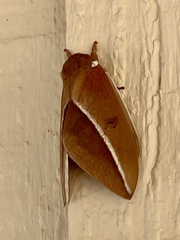 Automeris zephyria