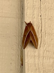 Automeris zephyria