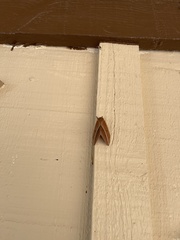 Automeris zephyria