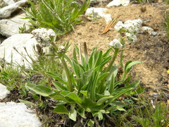 Valeriana edulis