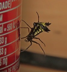 Micrathena triangularis