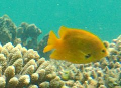 Pomacentrus sulfureus