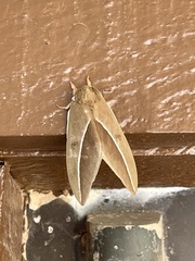 Automeris zephyria