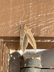 Automeris zephyria
