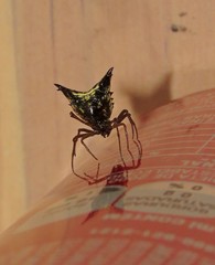 Micrathena triangularis