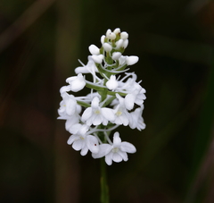 Platanthera nivea