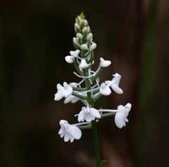 Platanthera nivea