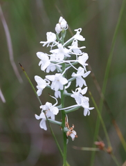 Platanthera nivea