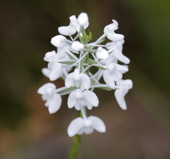 Platanthera nivea