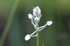 Platanthera nivea