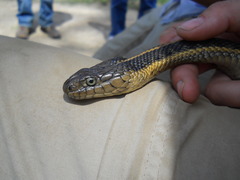 Thamnophis gigas