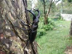 Hexarthrius nigritus