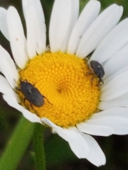 Odontocorynus salebrosus