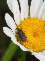 Odontocorynus salebrosus
