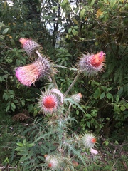 Cirsium subcoriaceum