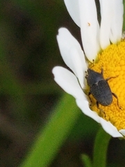 Odontocorynus salebrosus