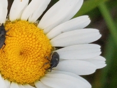 Odontocorynus salebrosus