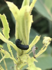 Trirhabda canadensis