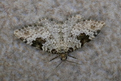 Xanthorhoe iduata