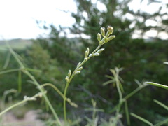 Pediomelum linearifolium