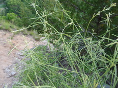 Pediomelum linearifolium