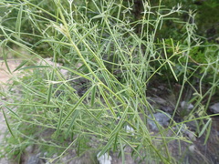 Pediomelum linearifolium