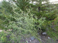 Pediomelum linearifolium