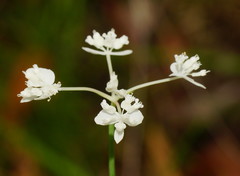 Xanthosia atkinsoniana