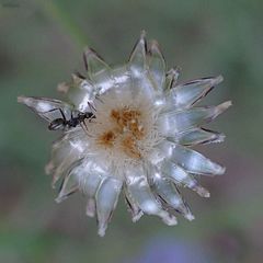 Centaurea cyanus