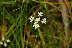 Xanthosia atkinsoniana