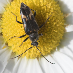 Toxoleptura vexatrix