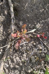 Kalanchoe rotundifolia