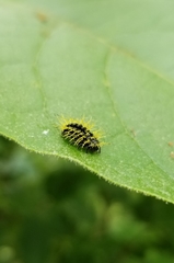 Coccinellidae