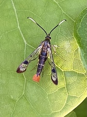 Synanthedon acerrubri