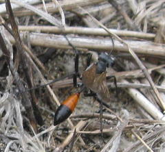Podalonia tydei suspiciosa